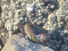 Pachygrapsus crassipes