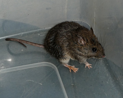 Rattus fuscipes