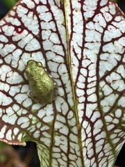 Hyla
