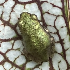 Hyla