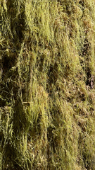 Pseudisothecium stoloniferum