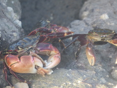 Pachygrapsus crassipes