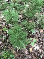 Dendrolycopodium dendroideum