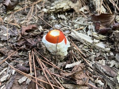 Amanita jacksonii