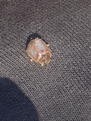 Paropsisterna m-fuscum