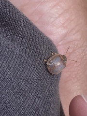 Paropsisterna m-fuscum