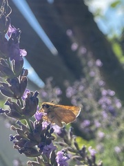 Ochlodes sylvanoides