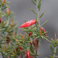 Stenanthera conostephioides