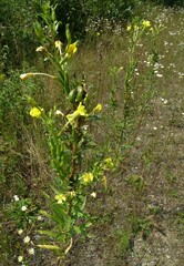 Oenothera