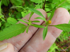 Bidens discoidea