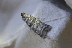 Dioryctria simplicella