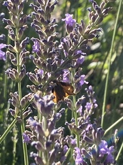 Ochlodes sylvanoides