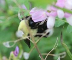 Bombus bimaculatus