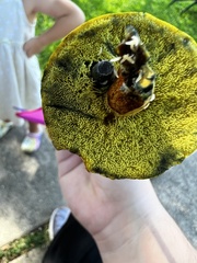 Pulchroboletus rubricitrinus