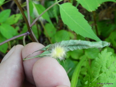 Bidens discoidea