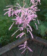 Tamarix