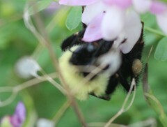 Bombus bimaculatus
