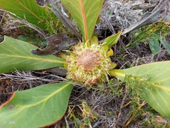 Protea acaulos