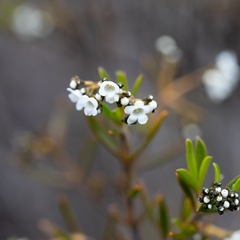 Logania linifolia