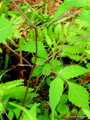 Bidens discoidea
