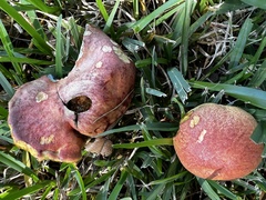 Pulchroboletus rubricitrinus