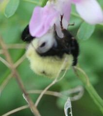 Bombus bimaculatus