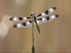 Libellula pulchella