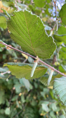 Corylus