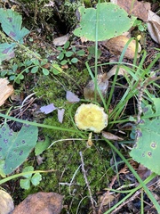 Boletaceae