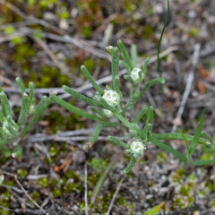 Blennospora drummondii