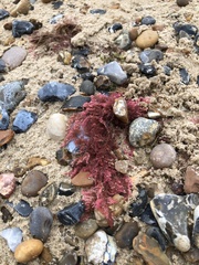 Rhodophyta