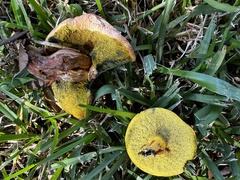 Pulchroboletus rubricitrinus