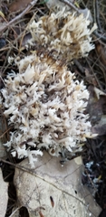 Clavariaceae