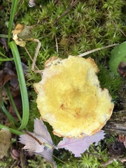 Boletaceae