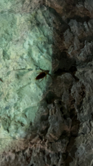 Periplaneta americana