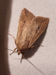 Mythimna