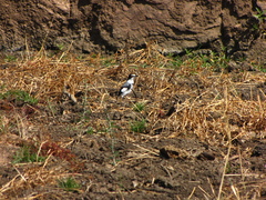 Lanioturdus torquatus