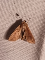 Mythimna