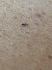 Klambothrips myopori