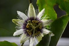 Passiflora edulis