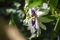 Passiflora edulis
