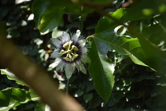 Passiflora edulis