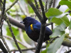 Euphonia pectoralis
