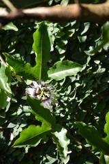 Passiflora edulis