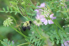 Bombus bimaculatus