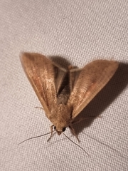 Mythimna