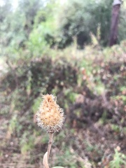 Cheirolophus sempervirens