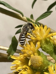 Colletes