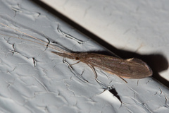 Oecetis
