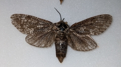 Prionoxystus robiniae